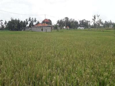 Tanah Murah Luas 25 are View Sawah di Ubud Pejeng