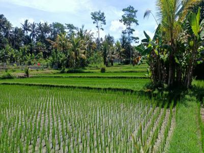 Tanah MURAH Luas 4,5 Are View Sawah Jungle link Villa di Pejeng Ubud Bali