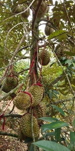 Di Jual Kebun Durian Pinggir Jln Raya Luas 4600m²