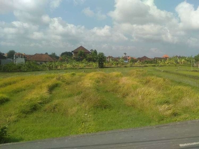 Disewakan Tanah Komersial di Lokasi Padonan dengan View Sawah.