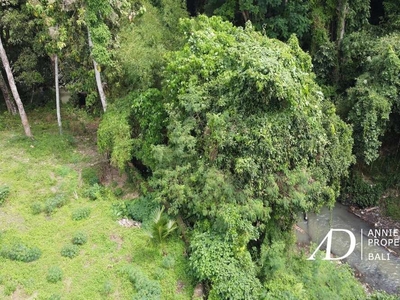 FREEHOLD RIVER SIDE AND FOREST VIEWS LAND IN CEPAKA, TABANAN