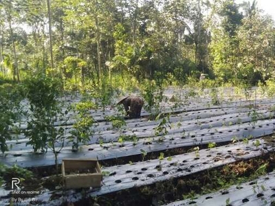 Kebun Jeruk Durian Dan Sayur Tajinan Malang