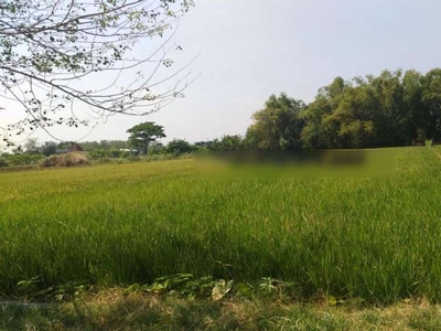 Tanah kering siap bangun gudang, zona kuning, di baki