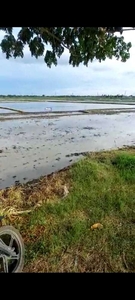 Tanah Sawah Nempel Second Ring Kasunyatan Tasikardi