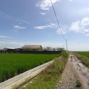 Tanah Sawah SHM Pinggir Jalan Desa Di Margaluyu Kasemen