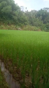 1 Ha Sawah Dekat Perumahan Pasir Tengah Mandalamukti Cikalong Weta