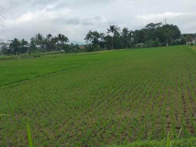 125 Tumbak Sawah Pinggir Jalan Lembur Sawah Cihampelas Bandung Barat