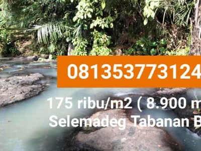 175 Ribu M2 Tanah Kebun Dijual Murah Loss Sungai Di Selemadeg Tabanan Bali