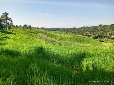 35 75 M2 Tanah Kebun Dijual Murah View Sawah Di Gadung Sari Selemadeg Timur Tabanan Bali