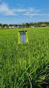 Bismillah Dijual Tanah Sawah Produktif