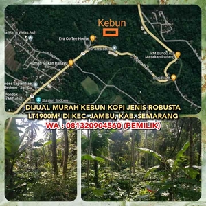 Dijual Murah Kebun Kopi Jenis Robusta Lt4900m Di Kec Jambu Semarang