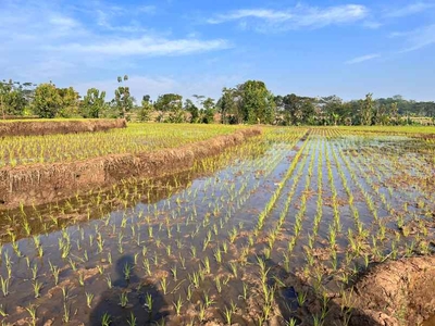 Dijual Sawah 125ribum Mojogedang Karanganyar