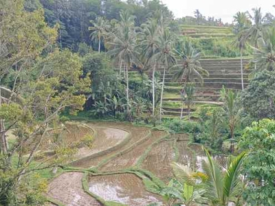 Dijual Tanah 15 Are View Sawah Di Senganan Penebel Tabanan Bali