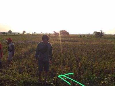 Dijual Tanah Sawah Di Kedokan Gabus Indramayu