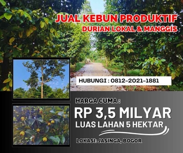 Jual Kebun Durian Dang Manggis Di Bogor