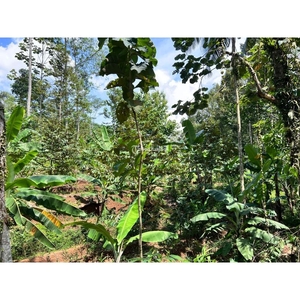Jual Kebun Durian Murah Luas 1000m2 SHM Siap Panen - Karanganyar Jawa Tengah