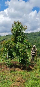 Jual Kebun Produktif Bandung Ciwidey Bukan Lembang Dago