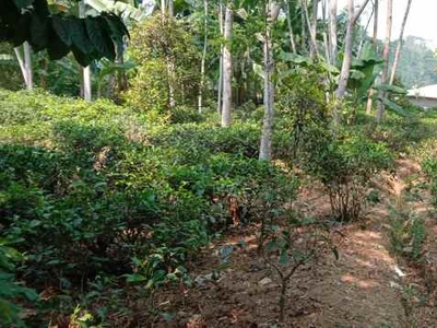 Jual Kebun Teh Dekat Ke Jalan Besar Dan Lapangan Voli