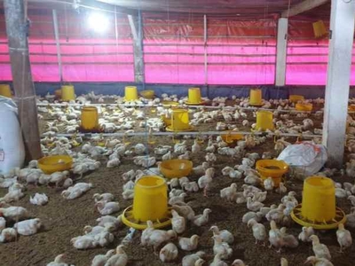 Jual Peternakan Ayam Potong Di Wonosari Malang