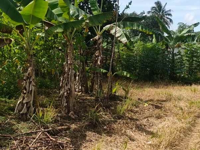 Jual Tanah Kebun Singkong Dekat Jalan Raya Di Bojong Purwakarta