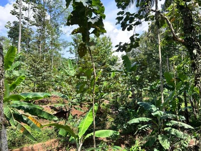 Kebun Durian Murah Hanya 250 Juta Karanganyar