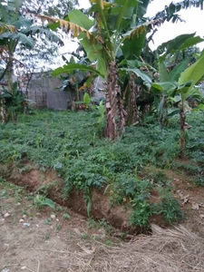 Tanah Daerah Benteng Cigombong Cocok Untuk Rumah Dan Kontrakan