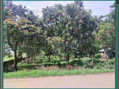 Tanah Dan Pohon Mangga Dijual Di Lokasi Strategis Gantar Indramayu