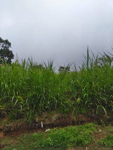 Tanah Di Wanagiri Buleleng Bali View Lembah Dan Laut