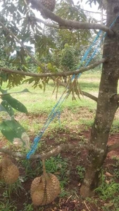 Tanah Kebun Durian Bawor Musangking Pisang Jawa Tengah