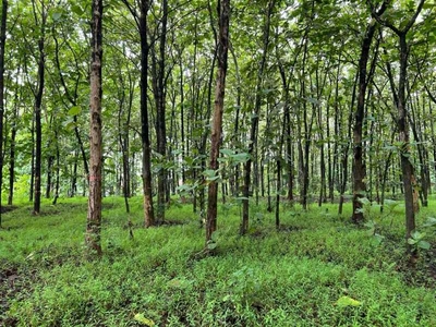 Tanah Kebun Jati 7000m Hanya 700 Juta Sragen