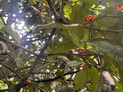 Tanah Kebun Manggis Dan Durian Akses Mobil