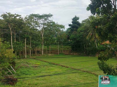 Tanah Lahan Sawah Properti Seluas 4000m