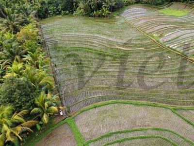 Tanah Murah Dekat Pintu Keluar Toll Antasari Tabanan Bali