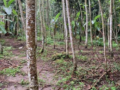 Tanah Pekarangan Dekat Rsu Syubhanul Wathon Dan Sekolah Polbangtan