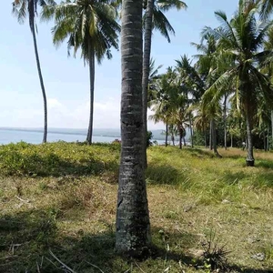 Tanah Pinggir Pantai Tanjung Lombok Utara