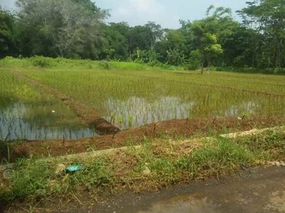 Tanah Strategis Pinggir Jl Desa Dijual Bisa Untuk Sawah Atau Kebun