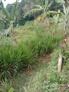 Di Jual Cepat Tanah Komersil Daerah Cikereteg Bogor