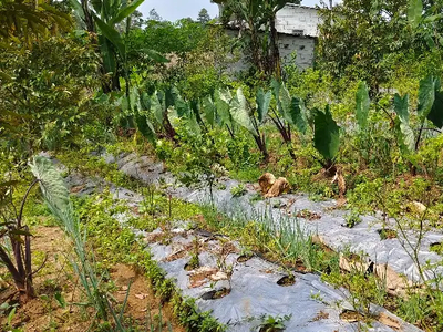 kebun duren dan jeruk pinggir jalan