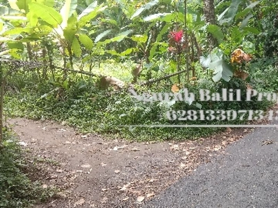 Land For Sale Murah Luas 200 m2 View Kebun di Ubud Bali
