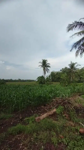 Sawah luas 8000 meter persegi