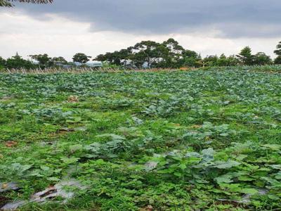 Jual tanah kebun di Jayagiri, Lembang