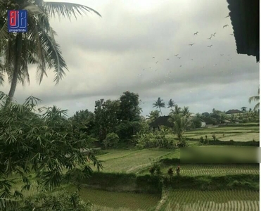 Sale: Dijual Murah Tanah Di Kawasan Wisata Ubud, Jl. Raya Andong-Bali