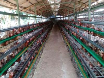 Dijual Farm, peternakan ayam petelur, Rumpin Bogor