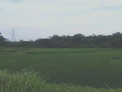 Tanah sawah buat jalan tol