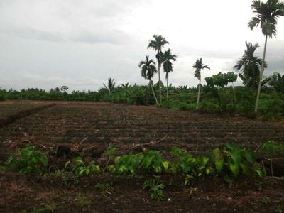 Tanah Pertanian Produktif