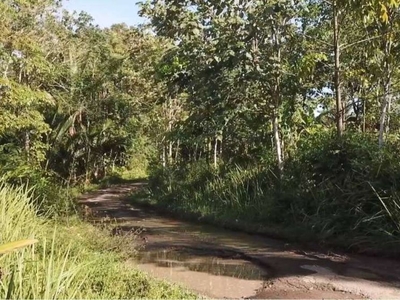 Jual Tanah Di Cipadang, Cileles Rangkas Bitung - Lebak, Banten