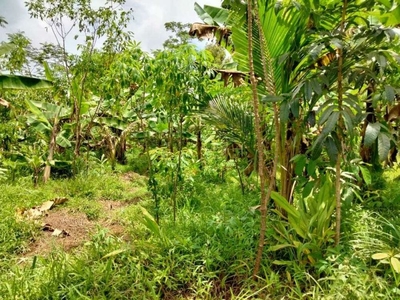 Tanah Kebun dekat Wisata Tanjung Lesung Banten.