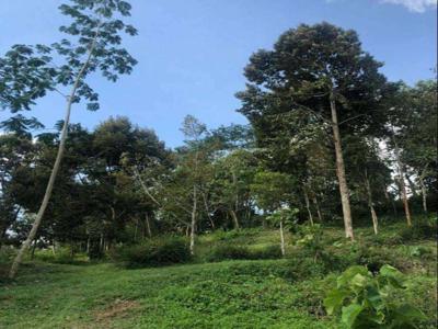 Dijual Kebun Durian 7800m2 Matesih Karanganyar