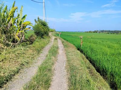 jual sawah 20 are harga 140jt /are pasut