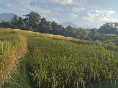 jual sawah 52 are harg 25jt/are penebel